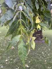 Fraxinus excelsior