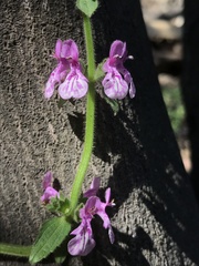 Stachys grandidentata
