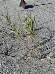 Phragmites australis