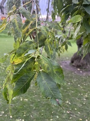 Fraxinus excelsior