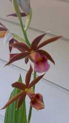 Phaius