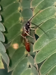 Dusona