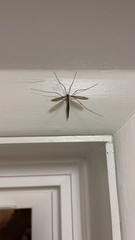 Tipula