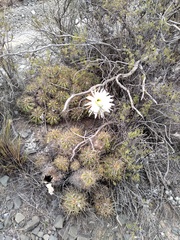 Trichocereus candicans