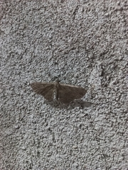 Eupithecia tripunctaria