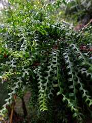 Selenicereus anthonyanus