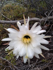 Trichocereus candicans