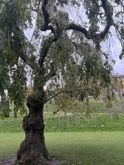 Fraxinus excelsior