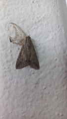 Melipotis acontioides