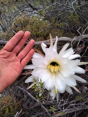 Trichocereus candicans