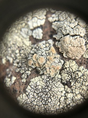 Rhizoplaca chrysoleuca