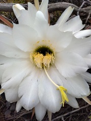Trichocereus candicans