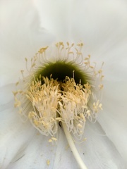 Trichocereus candicans
