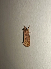 Acrolophinae