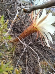 Trichocereus candicans