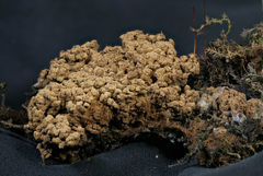 Ionomidotis irregularis