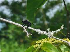 Mallophora leschenaulti