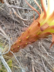 Trichocereus candicans