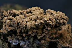 Ionomidotis irregularis