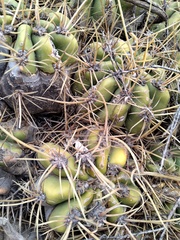 Trichocereus candicans