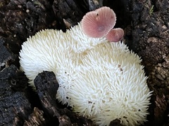 Hericium erinaceus