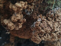 Ionomidotis irregularis