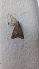 Melipotis acontioides