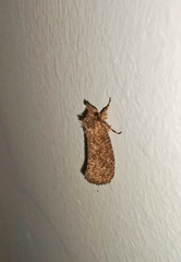 Acrolophinae