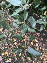Quercus ilex