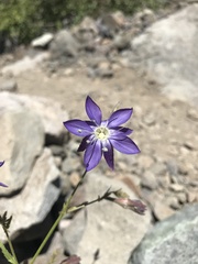Malesherbia linearifolia