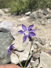 Malesherbia linearifolia