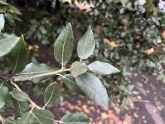 Quercus ilex