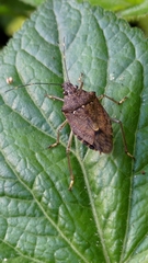 Halyomorpha halys
