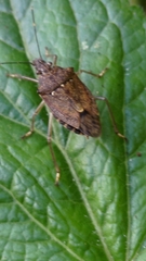 Halyomorpha halys