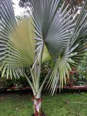 Bismarckia