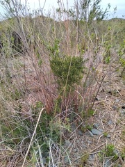 Colletia spinosissima
