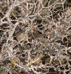 Psorothamnus arborescens minutifolius