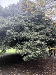 Quercus ilex
