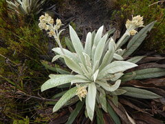 Espeletia