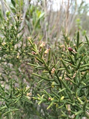 Colletia spinosissima