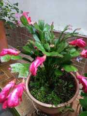 Schlumbergera