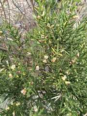 Colletia spinosissima
