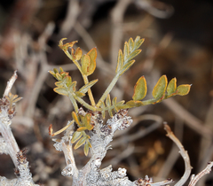 Psorothamnus arborescens minutifolius