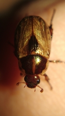 Mimela cupidinea