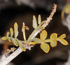 Psorothamnus arborescens minutifolius