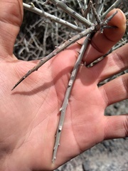 Cyclolepis genistoides