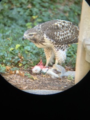 Buteo jamaicensis