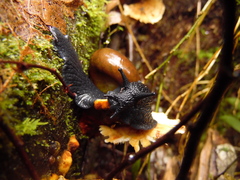 Macrocyclis peruvianus