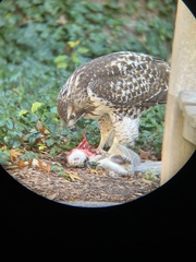 Buteo jamaicensis