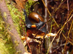 Macrocyclis peruvianus